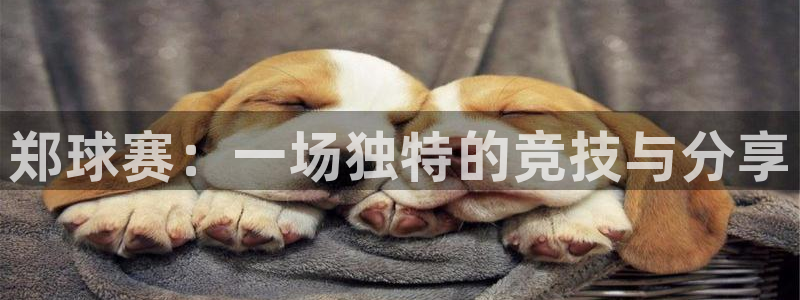 vsport体育平台：郑球赛：一场独特的竞技与分享